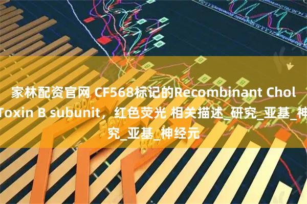 家林配资官网 CF568标记的Recombinant Cholera Toxin B subunit，红色荧光 相关描述_研究_亚基_神经元